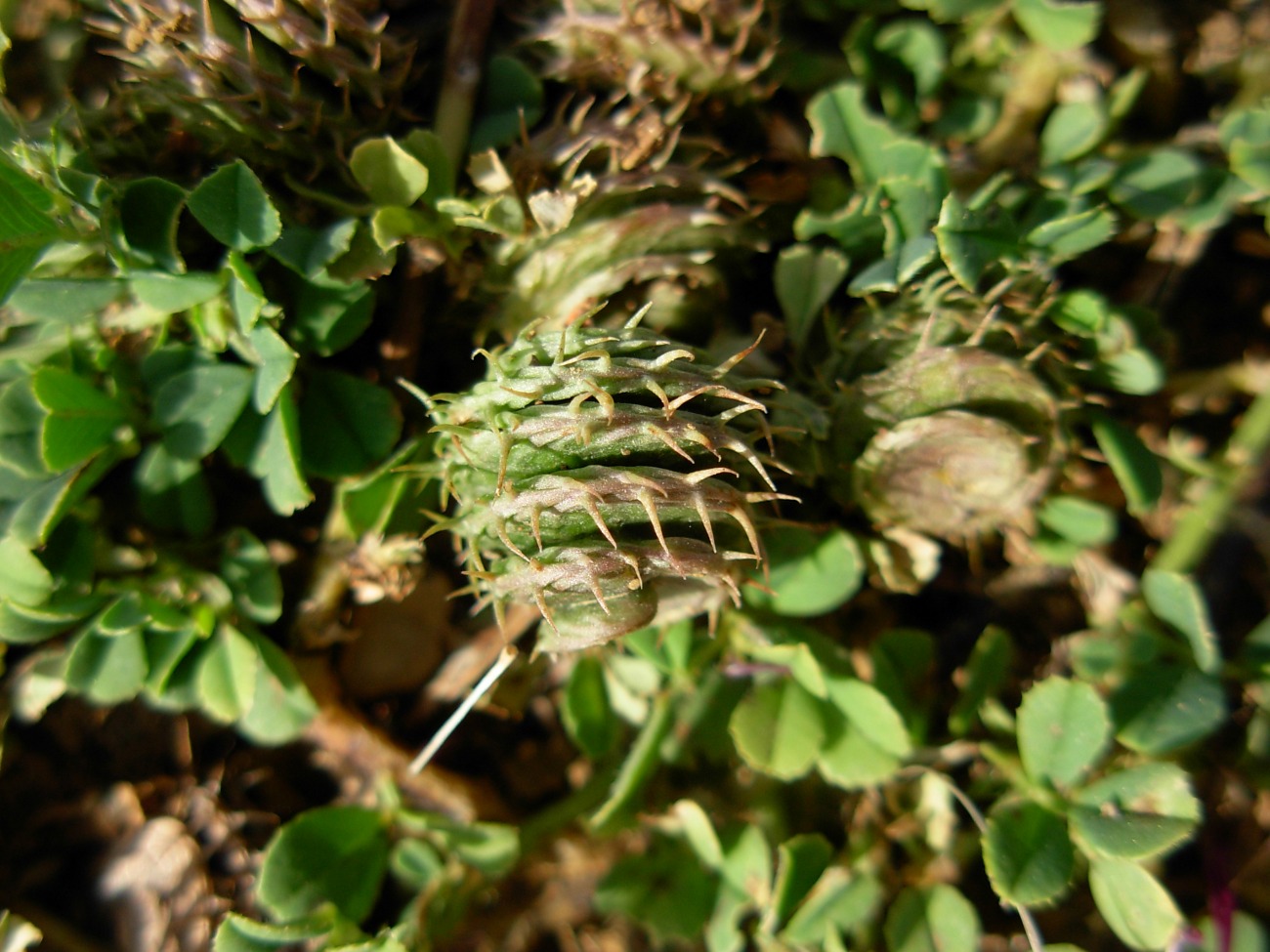 Medicago muricoleptis  / Erba medica sottile